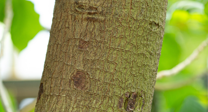 Chinarinde