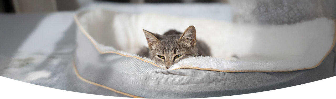 Autoimmunerkrankungen bei Tieren homöopathisch behandeln