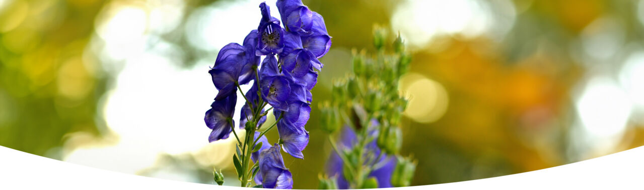 Aconitum