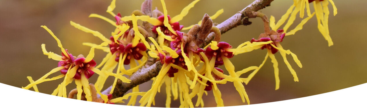 Hamamelis