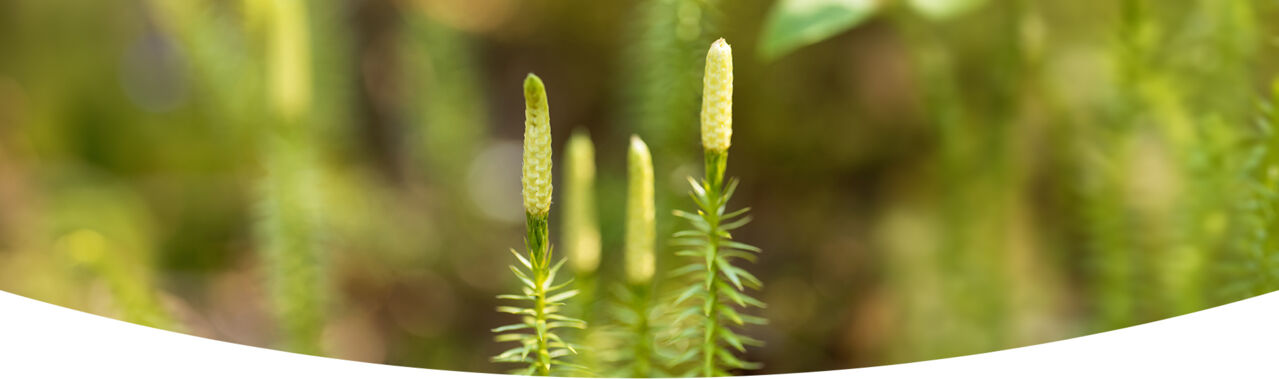 Wirkstoff Lycopodium