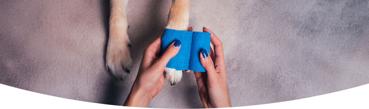 Natürlich stark: Homöopathie für den Bewegungsapparat von Tieren